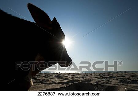 Silhouette of cow on beach; Vagator, Goa, India View Large Photo Image Stock Photo - Silhouette of cow on beach; Vagator, Goa, India. Fotosearch