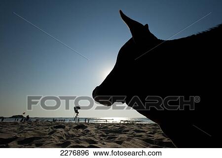 Silhouette of cow on Vagator Beach; Vagator, Goa, India View Large Photo Image Stock Photograph - Silhouette of cow on Vagator Beach; Vagator, Goa, India. Fotosearch