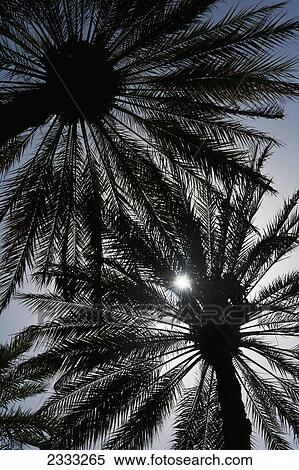 Stock Photography - Silhouette Of Date Palm Trees In Oasis; Al Ain, Abu Dhabi, United Arab Emirates. Fotosearch