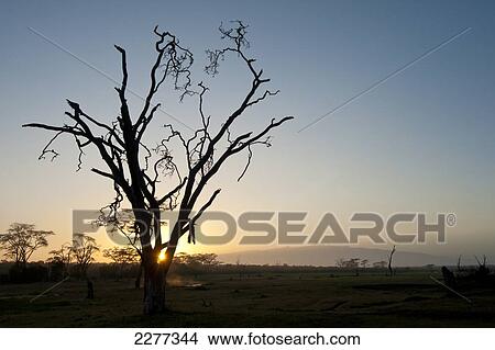 Silhouette of dead acacia tree (killed by elephants) at dawn with Mt Kenya in the background, Ol Pejeta Conservancy; Kenya View Large Photo Image Picture - Silhouette of dead acacia tree (killed by elephants) at dawn with Mt Kenya in the background, Ol Pejeta Conservancy; Kenya. Fotosearch