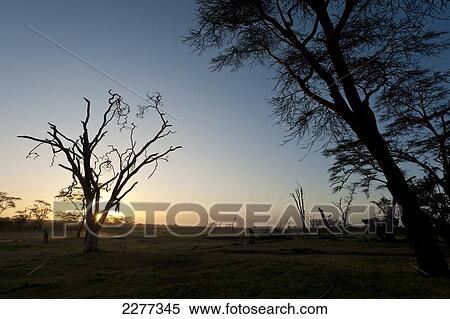 Stock Photography - Silhouette of dead acacia tree (killed by elephants) at dawn with Mt Kenya in the background, Ol Pejeta Conservancy; Kenya. Fotosearch