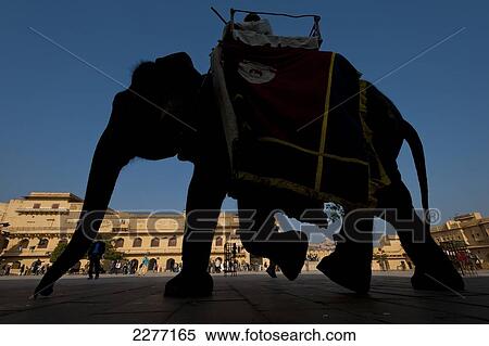 Silhouette of elephant in courtyard of Amber Fort; Amer, Jaipur, India View Large Photo Image Stock Photography - Silhouette of elephant in courtyard of Amber Fort; Amer, Jaipur, India. Fotosearch