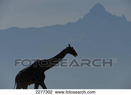 Silhouette of giraffe in front of Mt Kenya, Ol Pejeta Conservancy; Kenya View Large Photo Image Stock Image - Silhouette of giraffe in front of Mt Kenya, Ol Pejeta Conservancy; Kenya. Fotosearch