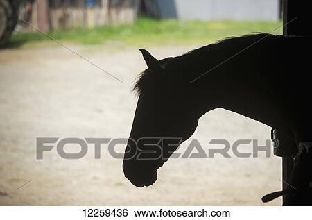 Silhouette of horse's head in Cecil County; Maryland, United States of America View Large Photo Image Stock Photograph - Silhouette of horse's head in Cecil County; Maryland, United States of America. Fotosearch