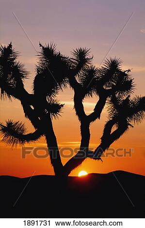Stock Image - Silhouette Of Joshua Tree At Sunset. Fotosearch