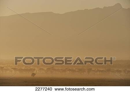Silhouette of ostrich at dawn in front of Mt Kenya, Ol Pejeta Conservancy; Kenya View Large Photo Image Stock Image - Silhouette of ostrich at dawn in front of Mt Kenya, Ol Pejeta Conservancy; Kenya. Fotosearch