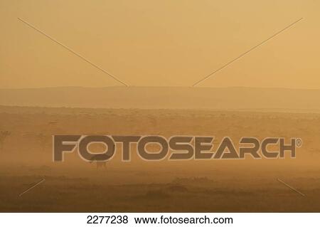 Silhouette of ostrich at dawn, Ol Pejeta Conservancy; Kenya View Large Photo Image Stock Photo - Silhouette of ostrich at dawn, Ol Pejeta Conservancy; Kenya. Fotosearch