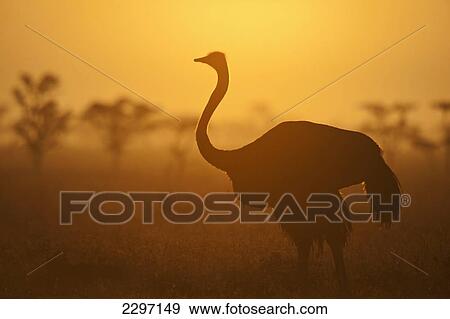 Silhouette of ostrich at dawn, Ol Pejeta Conservancy, Kenya. View Large Photo Image Stock Photo - Silhouette of ostrich at dawn, Ol Pejeta Conservancy, Kenya.. Fotosearch