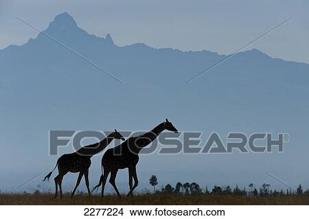 Silhouette of pair of giraffes in front of Mt Kenya, Ol Pejeta Conservancy, Kenya. View Large Photo Image Picture - Silhouette of pair of giraffes in front of Mt Kenya, Ol Pejeta Conservancy, Kenya.. Fotosearch