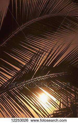 Stock Photograph - Silhouette of palm leaves at sunset; Mazatlan, Mexico. Fotosearch
