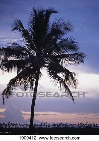 Stock Image - Silhouette Of Palm Tree At Chocas Near Ilha De Mocambique, Mozambique.. Fotosearch