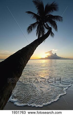 Stock Image - Silhouette Of Palm Tree At Dusk Near Holetown, Barbados; Barbados. Fotosearch