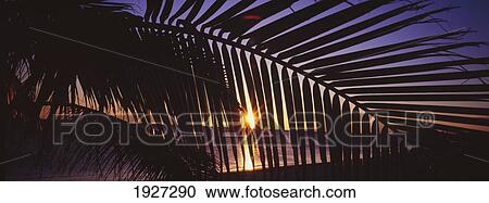 Silhouette Of Palm Tree Fronds View Large Photo Image Stock Image - Silhouette Of Palm Tree Fronds. Fotosearch