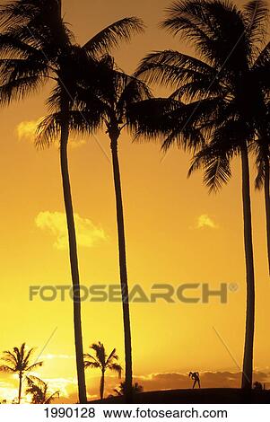 Stock Photo - Silhouette Of Palm Trees And Female Stretching On Horizon At Sunset With Orange Sky. Fotosearch