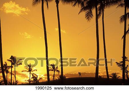 Stock Photography - Silhouette Of Palm Trees And Female Stretching On Horizon At Sunset With Orange Sky. Fotosearch