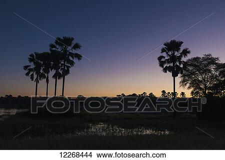 Silhouette of palm trees at dusk, Liwonde National Park; Malawi View Large Photo Image Picture - Silhouette of palm trees at dusk, Liwonde National Park; Malawi. Fotosearch