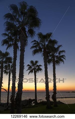 Silhouette of palm trees at the water's edge with the sun setting over the sea; Paphos, Cyprus View Large Photo Image Stock Photograph - Silhouette of palm trees at the water's edge with the sun setting over the sea; Paphos, Cyprus. Fotosearch
