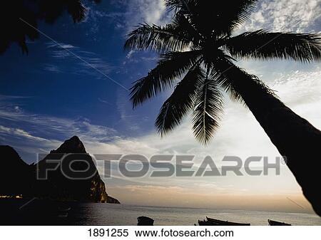 Silhouette Of Palm Trees With Petit Piton In Background View Large Photo Image Stock Photography - Silhouette Of Palm Trees With Petit Piton In Background. Fotosearch