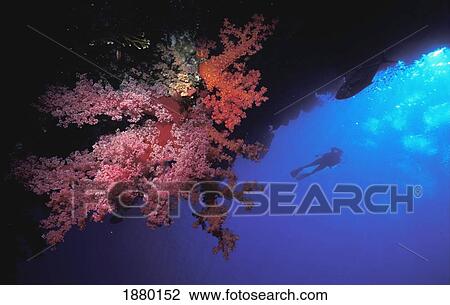 Silhouette Of Scuba Diver With Red Soft Coral View Large Photo Image Stock Image - Silhouette Of Scuba Diver With Red Soft Coral. Fotosearch