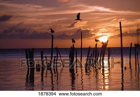 Silhouette Of Seagulls On Posts In Sea At Sunset View Large Photo Image Picture - Silhouette Of Seagulls On Posts In Sea At Sunset. Fotosearch