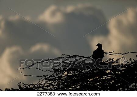 Stock Photo - Silhouette of Steppe Eagle (Aquila nipalensis) on top of tree with evening clouds behind, Ol Pejeta Conservancy; Kenya. Fotosearch