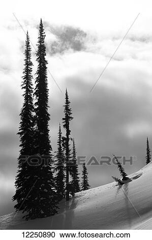 Silhouette of tall pine trees on a snowy slope with clouds; Canada View Large Photo Image Stock Image - Silhouette of tall pine trees on a snowy slope with clouds; Canada. Fotosearch