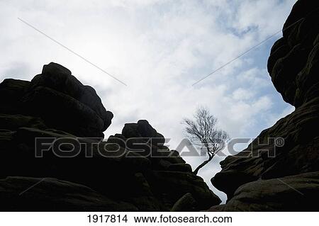 Picture - Silhouette Of Tree Growing Out Of Brimham Rocks, Near Summerbridge. Fotosearch