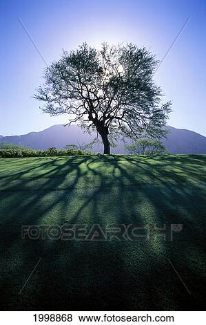 Silhouette Of Tree On Grassy Knoll, Mountain In Background B1628 View Large Photo Image Stock Photo - Silhouette Of Tree On Grassy Knoll, Mountain In Background B1628. Fotosearch
