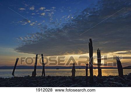 Stock Photo - Silhouette Of Tree Stumps At Sunset, Holy Island, Northumberland, Uk. Fotosearch