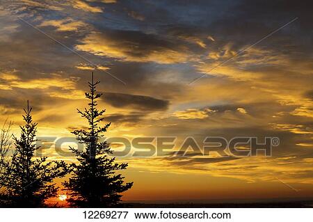 Stock Photo - Silhouette of two evergreen trees with dramatic colourful clouds with sunrise; Calgary, Alberta, Canada. Fotosearch