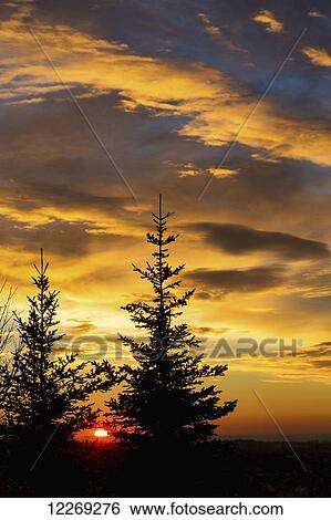 Silhouette of two evergreen trees with dramatic colourful clouds with sunrise; Calgary, Alberta, Canada View Large Photo Image Stock Photograph - Silhouette of two evergreen trees with dramatic colourful clouds with sunrise; Calgary, Alberta, Canada. Fotosearch