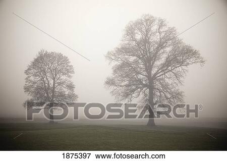 Silhouette Of Two Trees In The Fog View Large Photo Image Stock Photo - Silhouette Of Two Trees In The Fog. Fotosearch