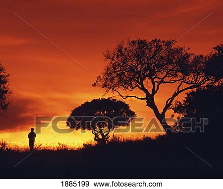 Stock Photo - Silhouette Of Walker Standing Next To Acacia Tree At Sunset. Fotosearch