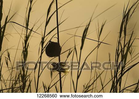 Stock Image - Silhouette of weaverbird beside nest in reeds, Cape Maclear in the evening, Lake Malawi; Malawi. Fotosearch