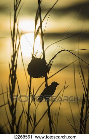 Stock Image - Silhouette of weaverbird beside nest in reeds, Cape Maclear in the evening, Lake Malawi; Malawi. Fotosearch