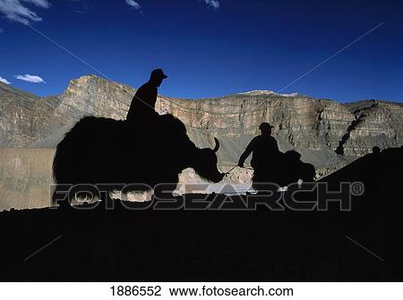 Stock Image - Silhouette Of Yak Herders. Fotosearch
