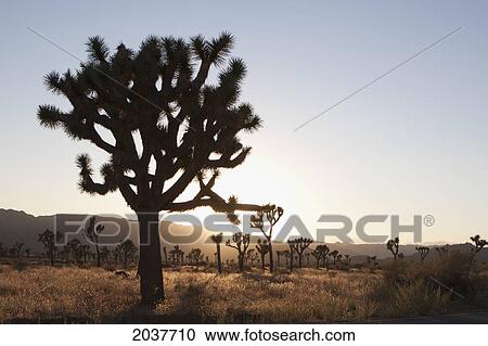 Silhouette Of Yucca Trees In The Desert At Sunset; Palm Springs California United States Of America View Large Photo Image Stock Image - Silhouette Of Yucca Trees In The Desert At Sunset; Palm Springs California United States Of America. Fotosearch