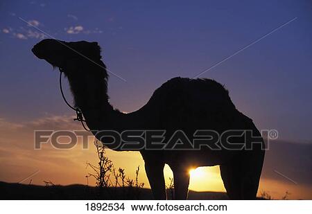 Silhouetted Camel At Sunset View Large Photo Image Picture - Silhouetted Camel At Sunset. Fotosearch