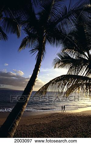 Silhouetted Couple Walk Along Shoreline At Sunset, Framed By Pair Of Palm Trees View Large Photo Image Stock Photo - Silhouetted Couple Walk Along Shoreline At Sunset, Framed By Pair Of Palm Trees. Fotosearch
