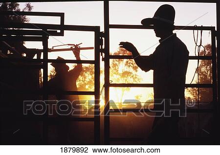 Silhouetted Cowboys Mustering Cattle On A Ranch View Large Photo Image Stock Image - Silhouetted Cowboys Mustering Cattle On A Ranch. Fotosearch
