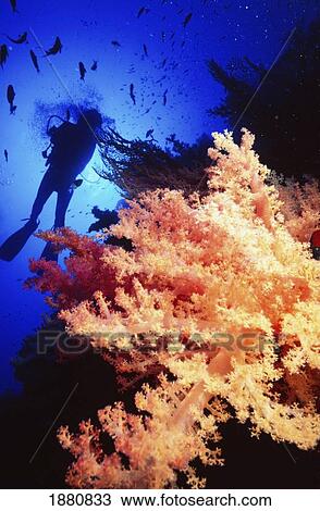 Silhouetted Diver And Soft Corals, Red Sea View Large Photo Image Stock Image - Silhouetted Diver And Soft Corals, Red Sea. Fotosearch