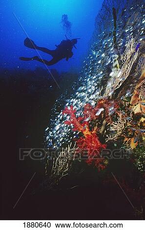 Stock Image - Silhouetted Diver Behind Coral In Red Sea. Fotosearch