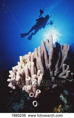 Stock Photo - Silhouetted Diver With Camera Near Sponges, Red Sea. Fotosearch