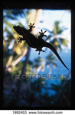 Stock Image - Silhouetted Lizard On Window. Fotosearch