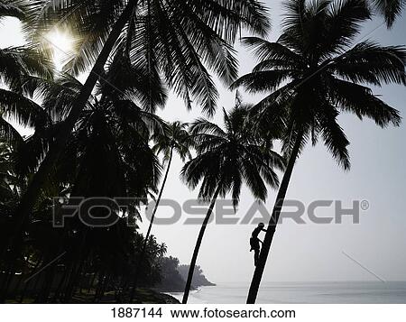 Silhouetted Man Climbing A Palm Tree To Pick Coconuts View Large Photo Image Picture - Silhouetted Man Climbing A Palm Tree To Pick Coconuts. Fotosearch