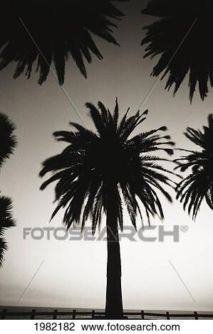 Silhouetted palm tree centered between other palm tree tops at dusk (black and white photograph) View Large Photo Image Stock Image - Silhouetted palm tree centered between other palm tree tops at dusk (black and white photograph). Fotosearch