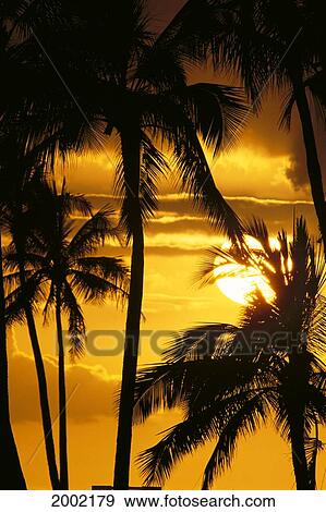 Stock Photo - Silhouetted Palm Trees In Foreground Of Golden Sunset Skies, Sun Ball. Fotosearch
