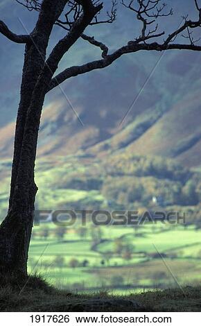 Silhouetted Tree In Landscape View Large Photo Image Stock Photograph - Silhouetted Tree In Landscape. Fotosearch