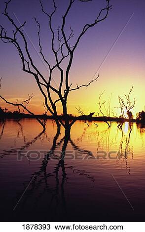 Silhouetted Trees In Lake Bennet At Sunset View Large Photo Image Stock Image - Silhouetted Trees In Lake Bennet At Sunset. Fotosearch