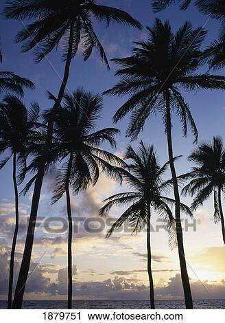 Stock Image - Silhouettes Of Palm Trees At Sunrise. Fotosearch